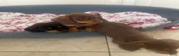 Dachshund dogs for sale: 5 lovely dachshund pups - Advert 10