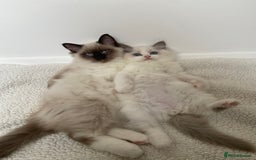 Ragdoll cats for sale: Ragdolls  - Image 5