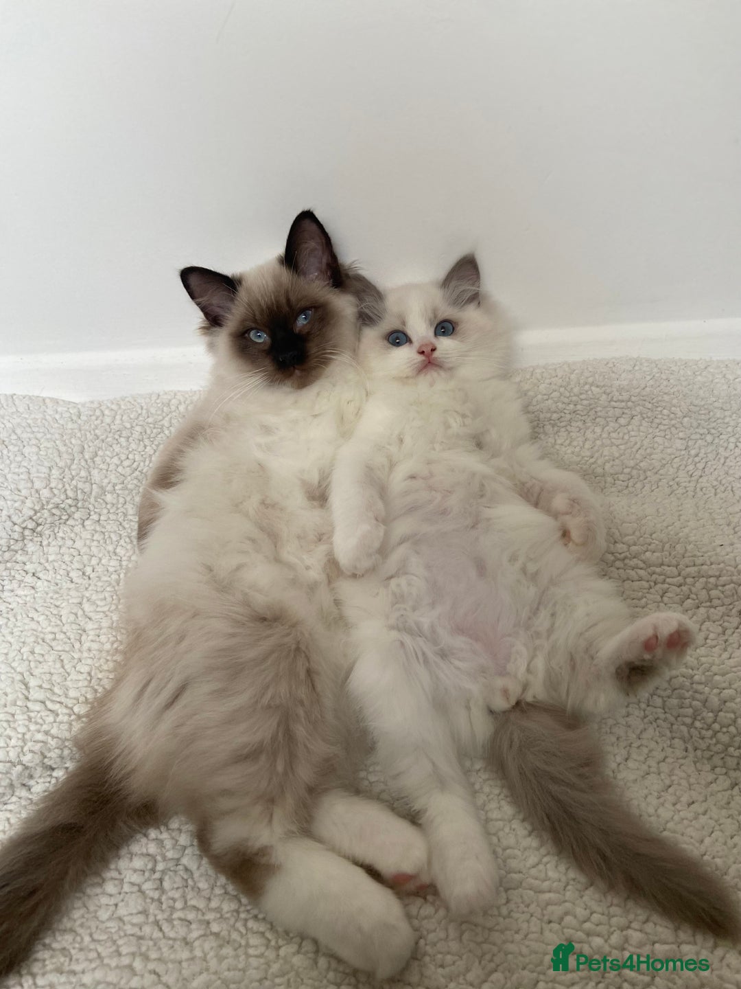 Ragdoll cats for sale: Ragdolls  - Image 5