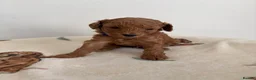 Cavapoo dogs for sale: Cavapoo Puppies for sale - Advert 7