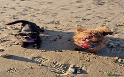 Mixed Breed dogs for sale: Brother and sister MUST stay together  - Image 8
