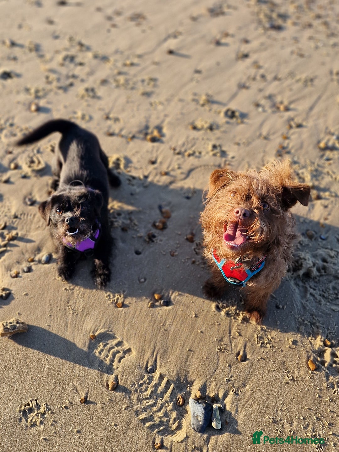 Mixed Breed dogs for sale: Brother and sister MUST stay together  - Image 8