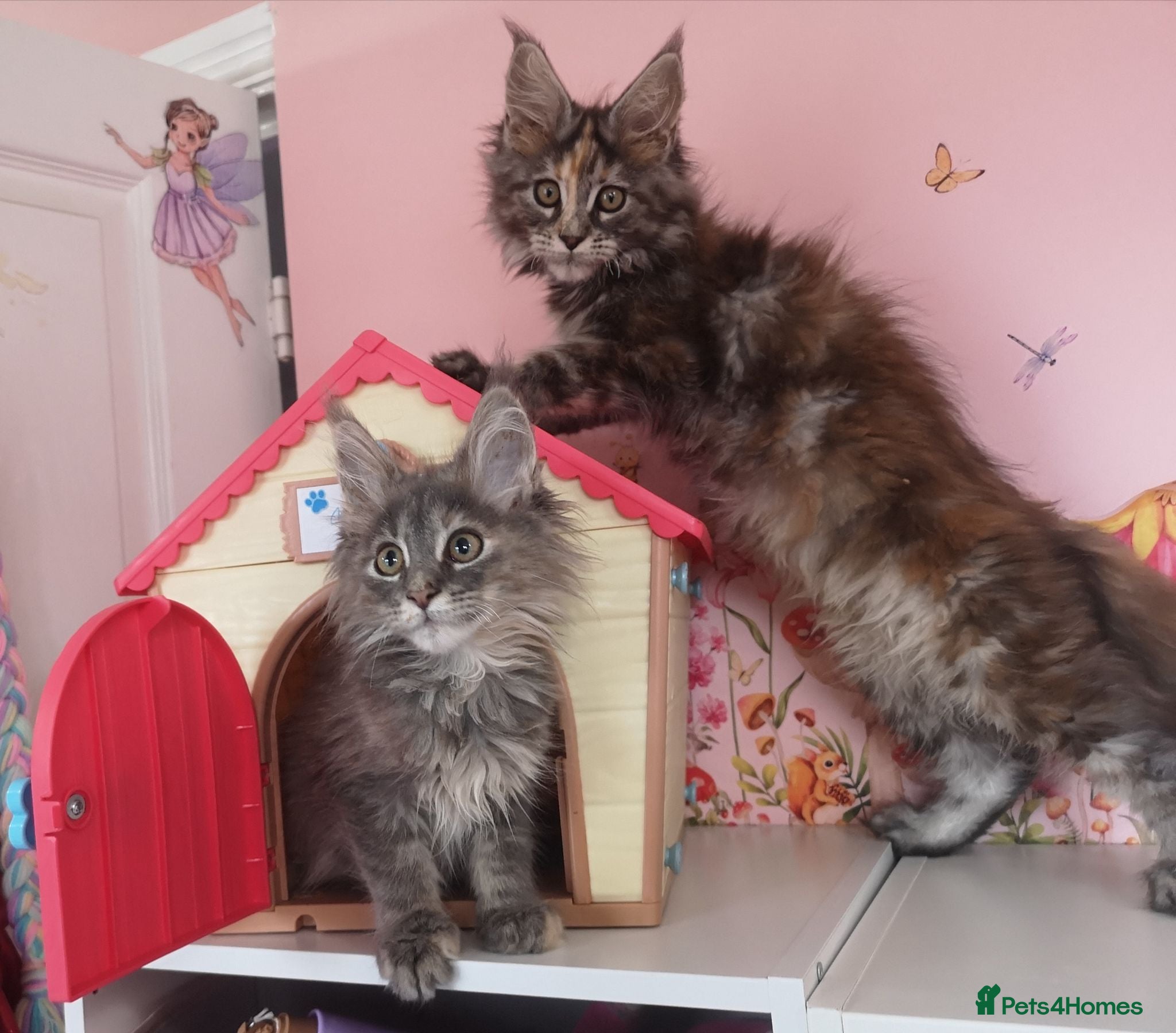 Maine Coon cats Both Parents DNA Tested&Tica registerd Maine Coons - Advert 15