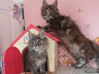 Maine Coon cats Both Parents DNA Tested&Tica registerd Maine Coons - Advert 15