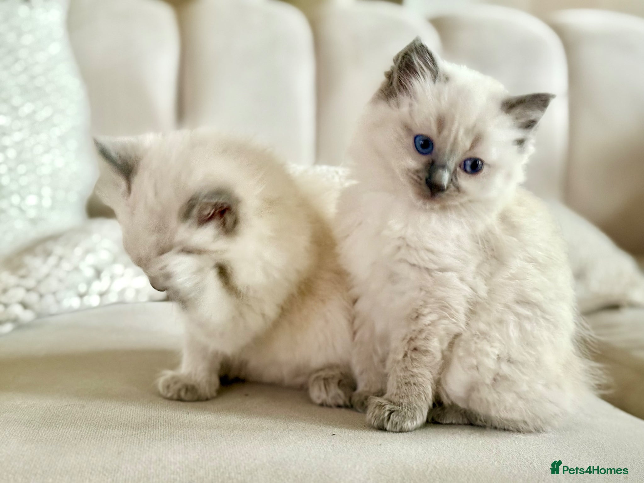 Ragdoll cats 🐾 Beautiful Ragdoll Kittens - Stunning example - Advert 4