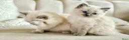 Ragdoll cats for sale: 🐾 Beautiful Ragdoll Kittens - Stunning example - Advert 1