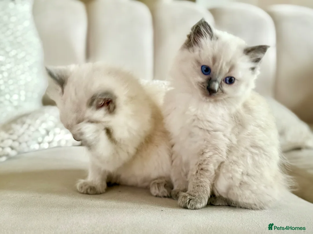 Ragdoll cats for sale: 🐾 Beautiful Ragdoll Kittens - Stunning example - Advert 1