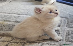 Ragdoll cats for sale: Beautiful Gccf registered ragdolls. - Image 36