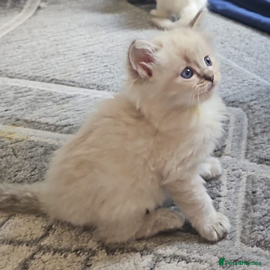 Ragdoll cats for sale: Beautiful Gccf registered ragdolls. - Image 36