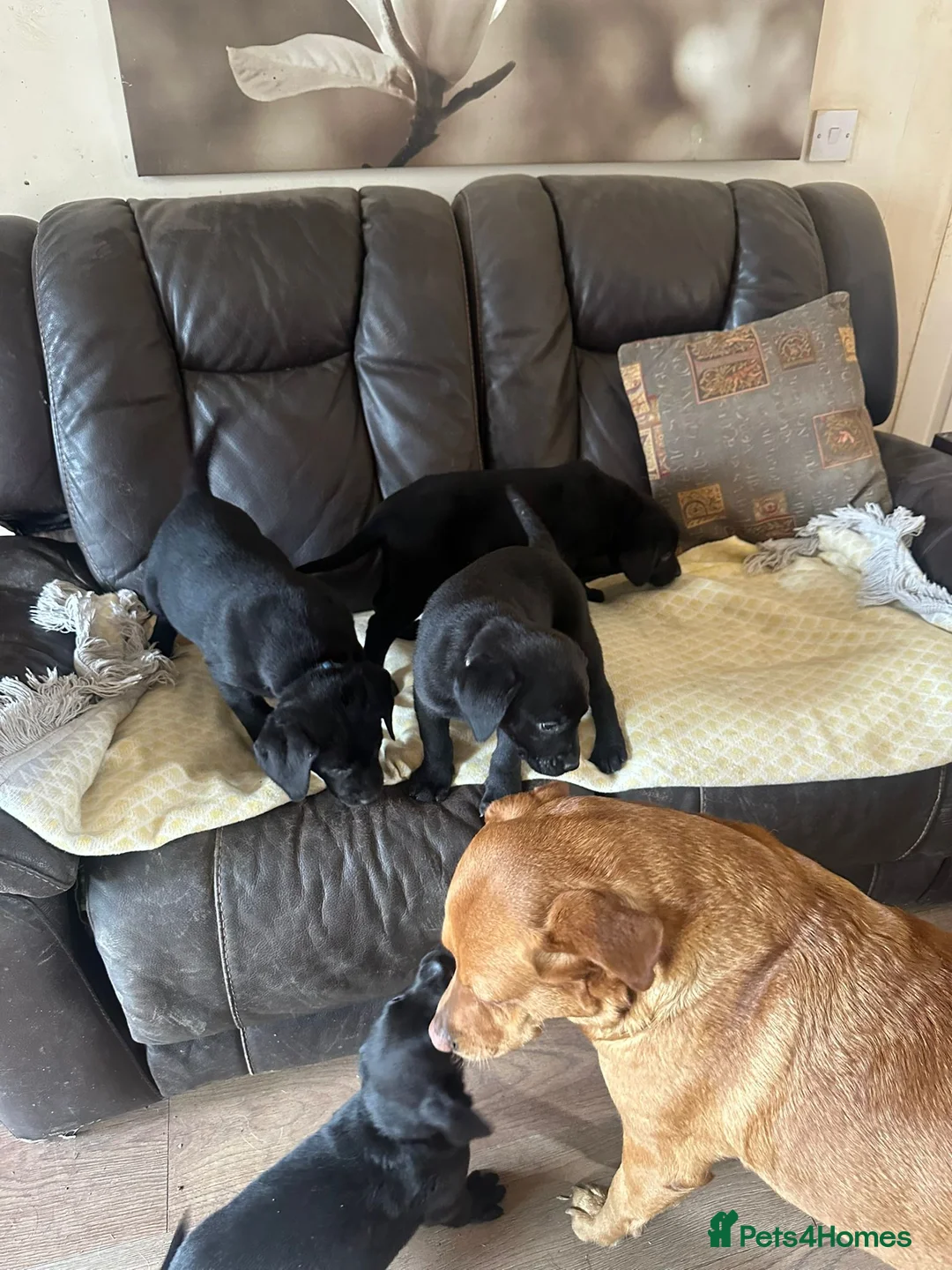 Labrador Retriever dogs for sale: Gorgeous Black / Charcoal Labrador Puppies in Dollar - Advert 2