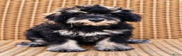 Miniature Schnauzer dogs for sale: Top Quality Toy Schnoodles  - Advert 5