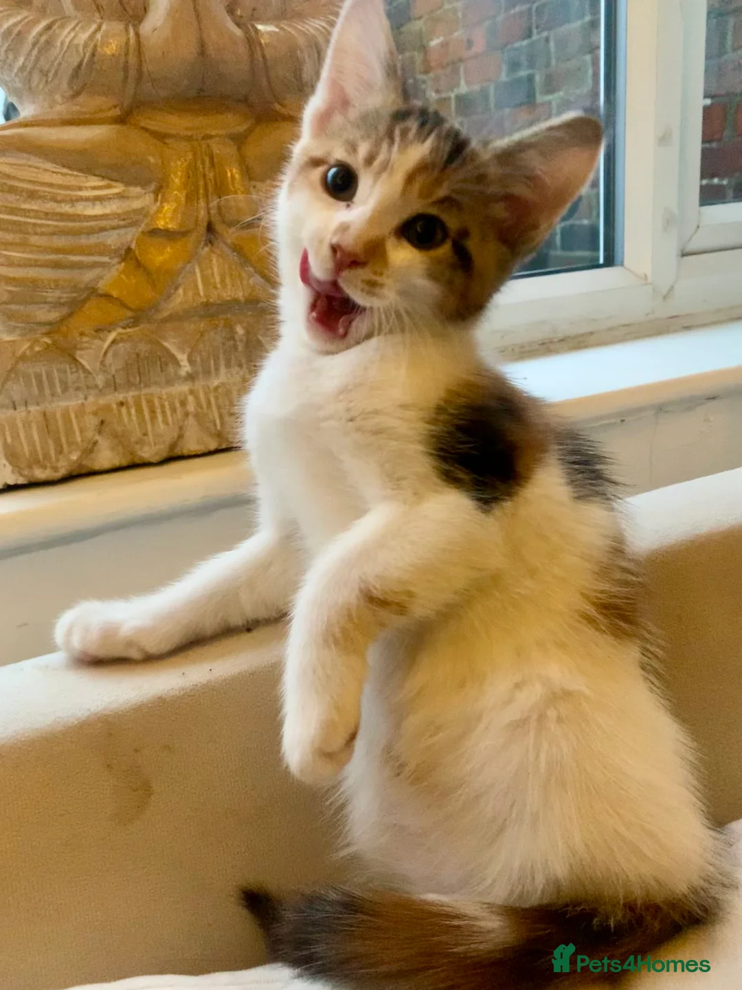 Mixed Breed cats for sale: READY TO GO little half Maine Coon kittens  - Advert 1