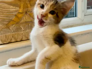 Mixed Breed cats READY TO GO little half Maine Coon kittens - Advert 6