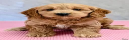 Cockapoo dogs for sale: Licensed breeder, health tested F1 cockapoos - Advert 35