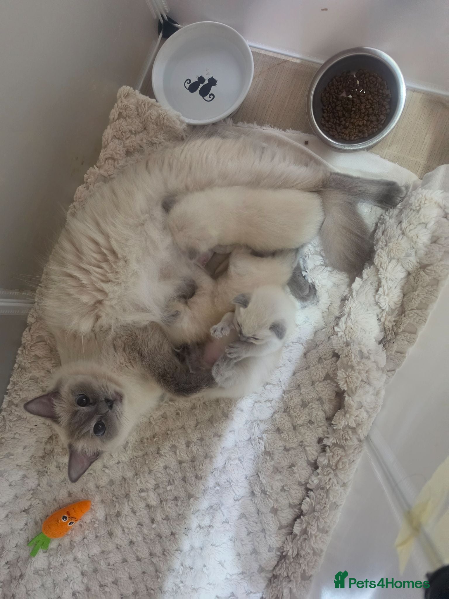 Ragdoll cats Blue point ragdoll kittens - Advert 2