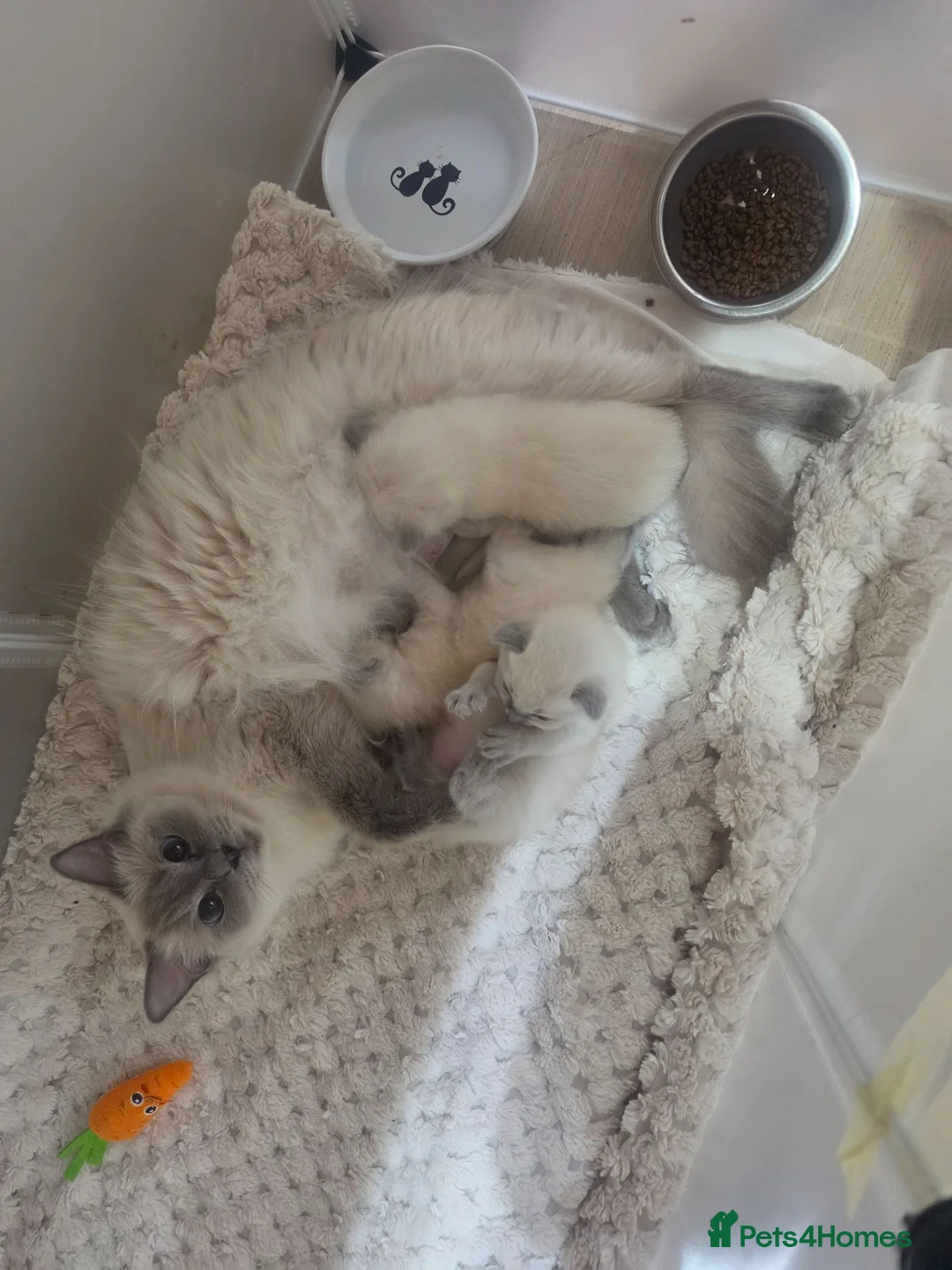 Ragdoll cats for sale: Blue point ragdoll kittens - Advert 1