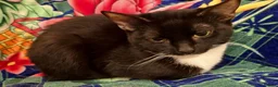 British Shorthair cats for sale: Gorgeous Kittens Looking for Loving Homes!  - Advert 2