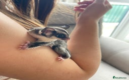 Sugar Glider rodents for sale: Male and Female Sugar Glider Siblings - Image 13