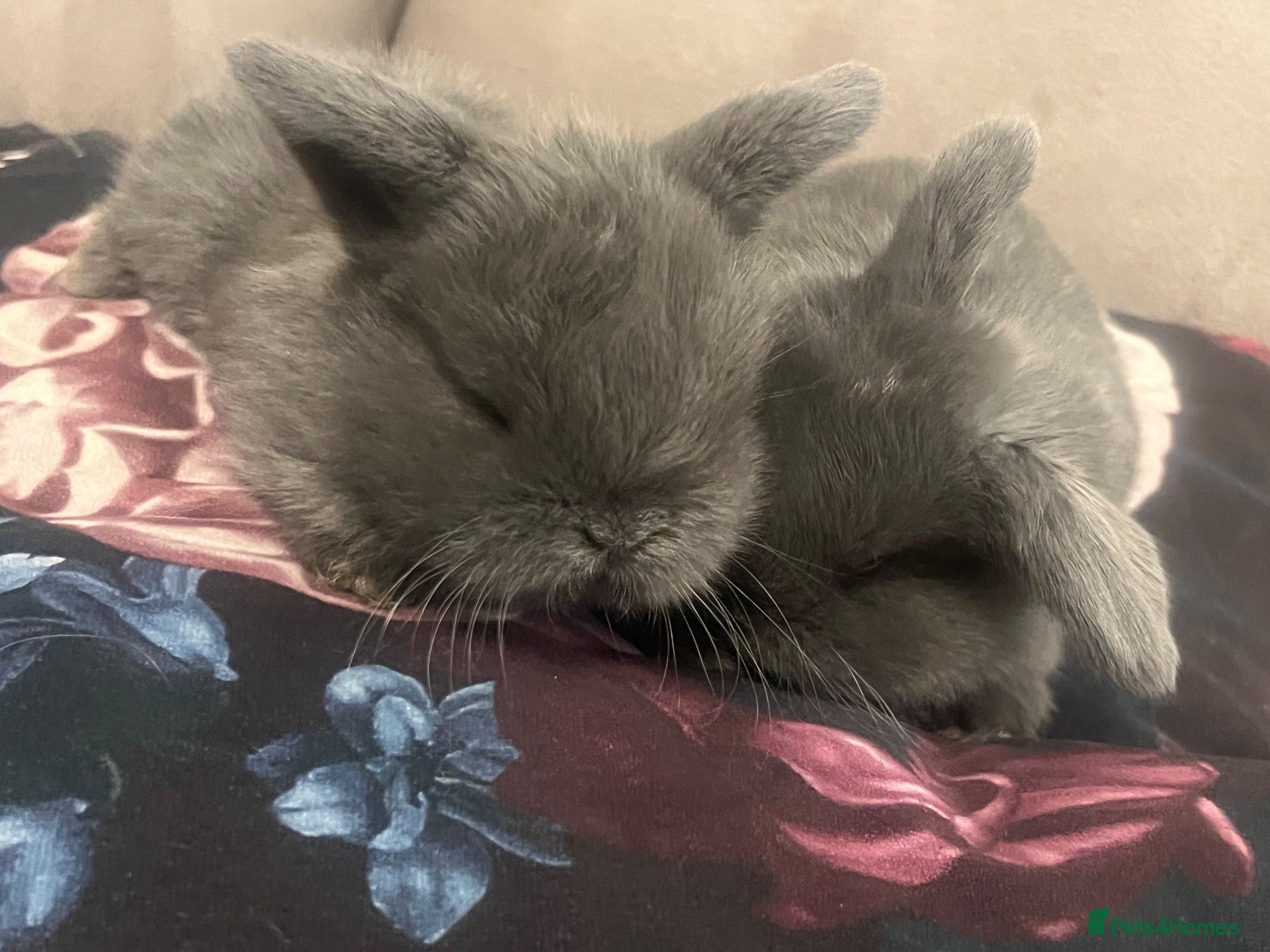 Mini Lop rabbits 4 weeks old Pure Bred Mini Lops Bunnies For Sale - Advert 19