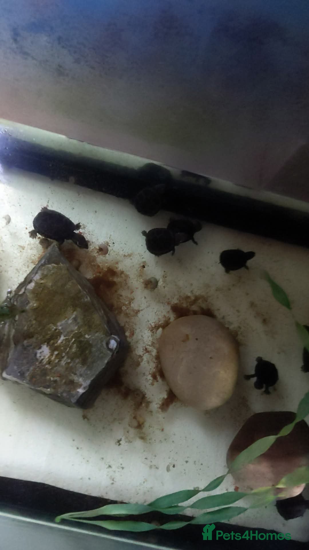 Turtle reptiles for sale: Baby Musk Turtles Available  - Advert 2