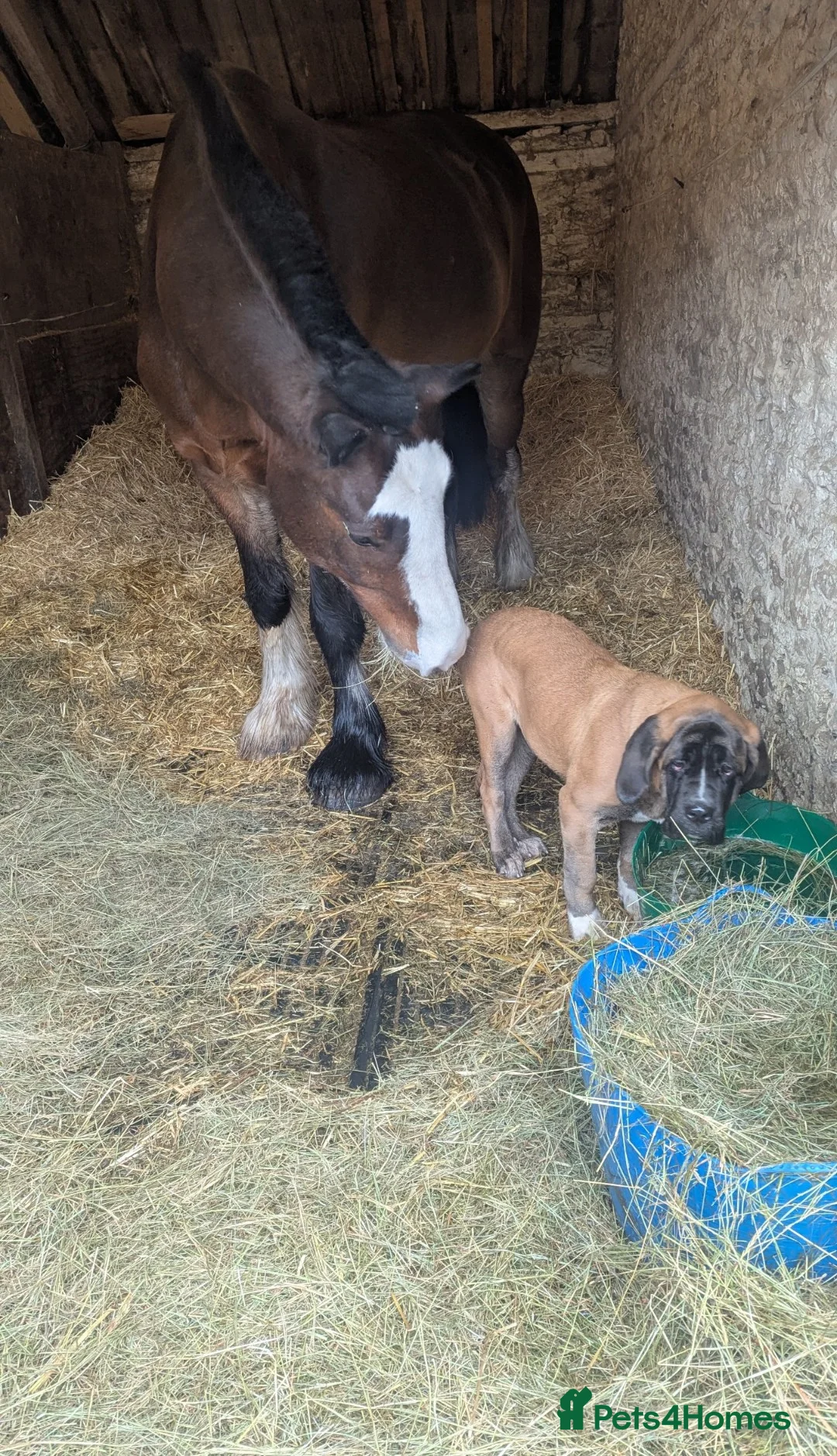 Shire horses for sale: 19hh Shire gelding rising 7 in Wantage - Advert 2