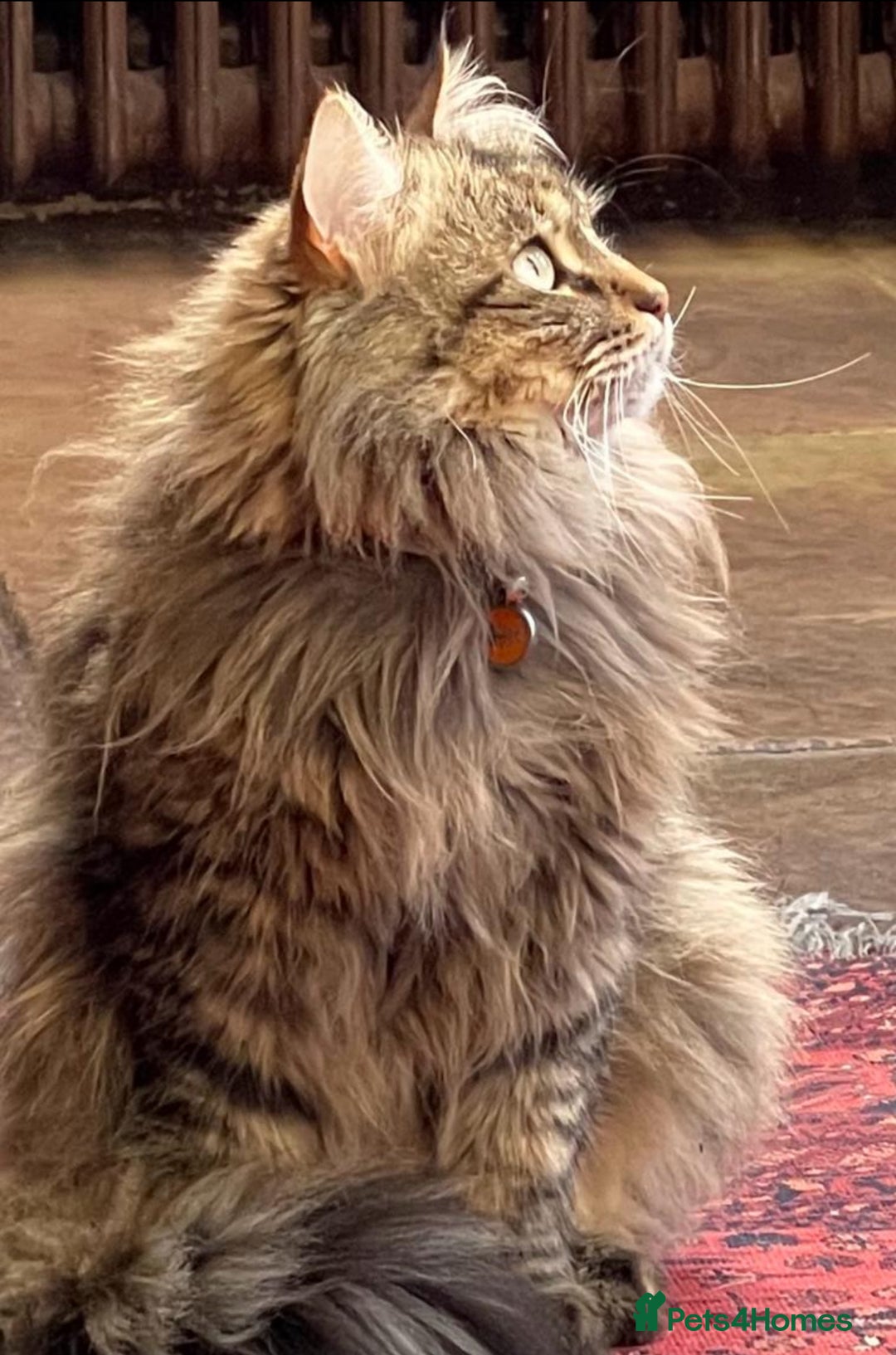 Siberian cats for sale: 4 1/2 year old Retired Queen - Image 7