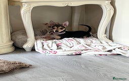 Chihuahua dogs for sale: Two beautiful Chihuahua boys  - Image 7