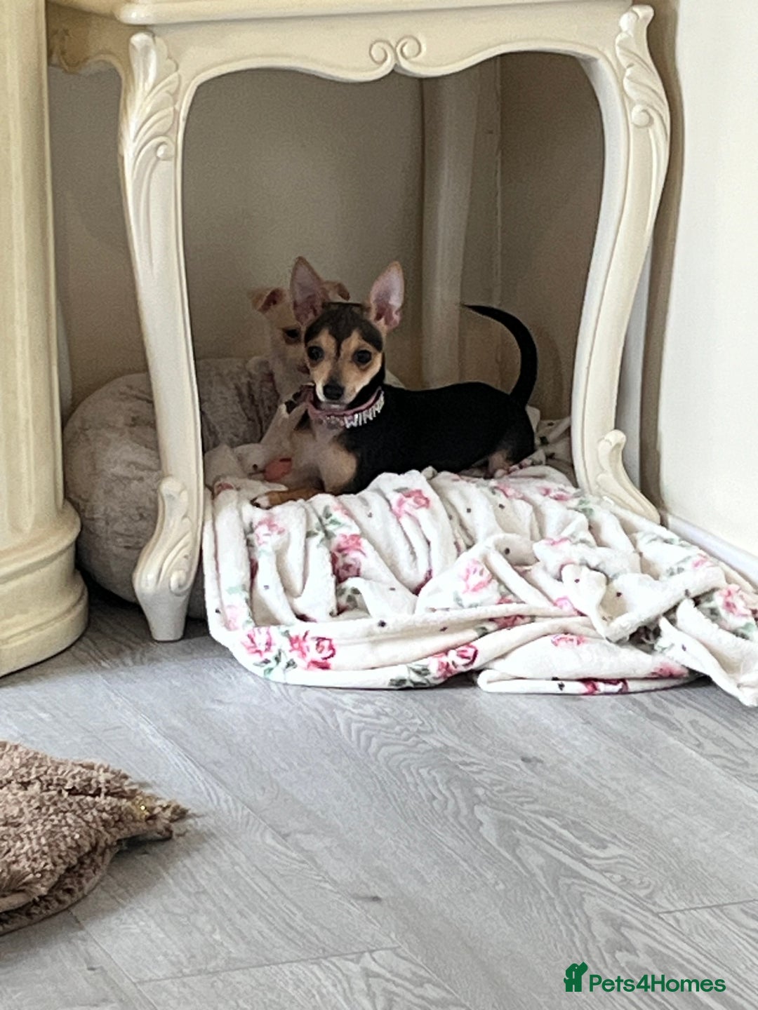 Chihuahua dogs for sale: Two beautiful Chihuahua boys  - Image 7