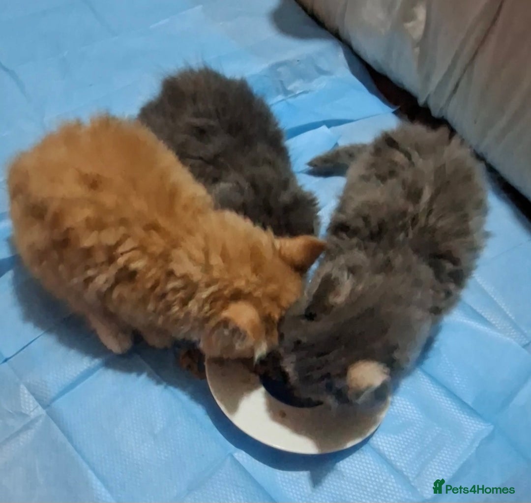 Persian cats for sale: Persian mix - Advert 4