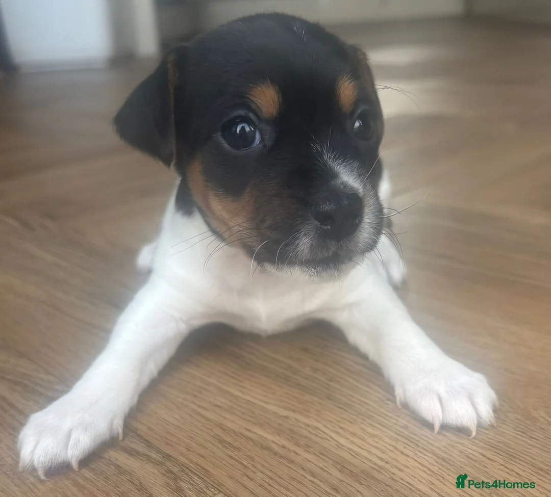 Jack Russell dogs for sale: 4 Beautiful Girl Jack Russell Puppies  - Advert 8