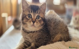 Scottish Fold cats for sale: TICA registered Scottish Fold ready to collect  - Image 12