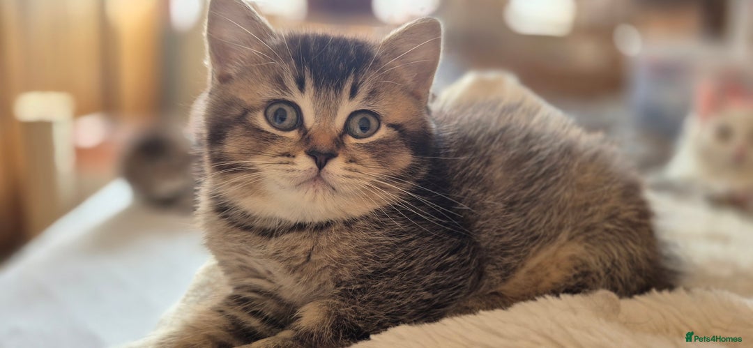Scottish Fold cats for sale: TICA registered Scottish Fold ready to collect  - Image 12