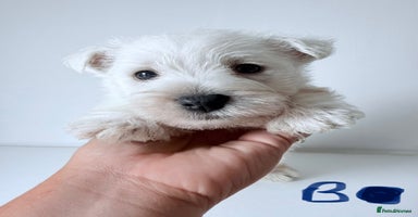 West Highland Terrier dogs - Advert 14