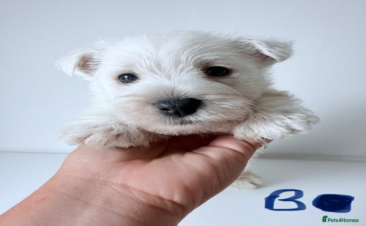 West Highland Terrier dogs - Advert 1