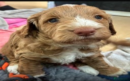 Cockapoo dogs for sale: Adorable F1 cockapoos for sale  - Image 4