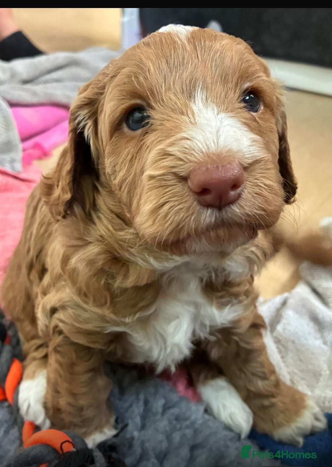 Cockapoo dogs for sale: Adorable F1 cockapoos for sale  - Image 4