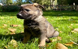 German Shepherd dogs for sale: Ready now, Liverpool, Health Tested Parents - Image 3