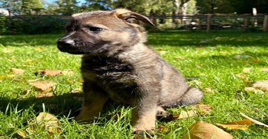 German Shepherd dogs - Advert 9