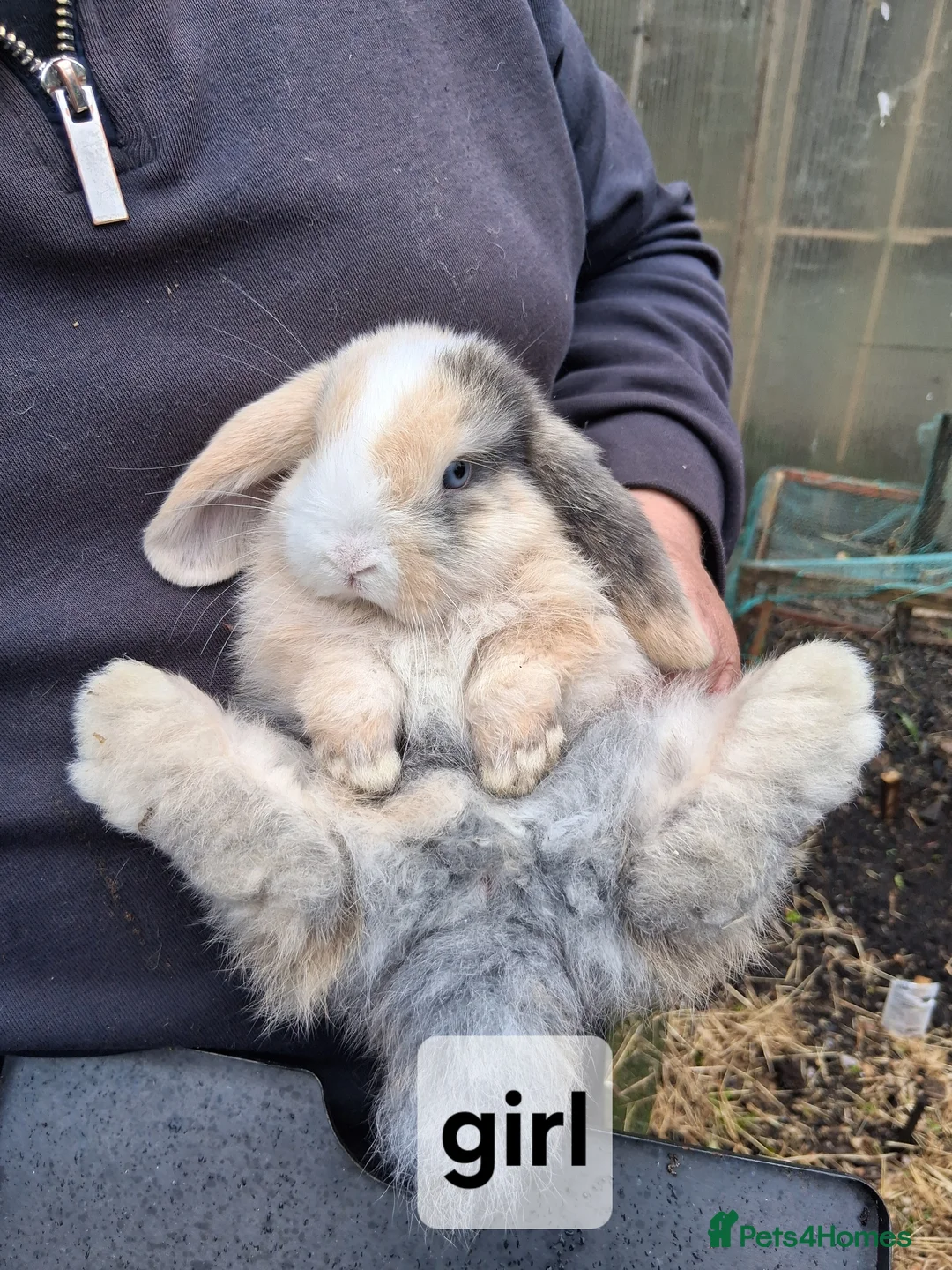 Mini Lop rabbits for sale: Mini lop babies - Advert 5