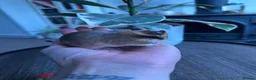 Hamster rodents for sale: Syrian hamster babies - Advert 14