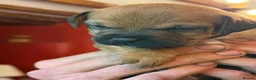 Mixed Breed dogs for sale: Gorgeous Border Jack Puppies - Advert 12