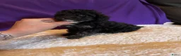 Toy Poodle dogs for sale: GORGEOUS Toy Poodles, DNA health tested parents  - Advert 37