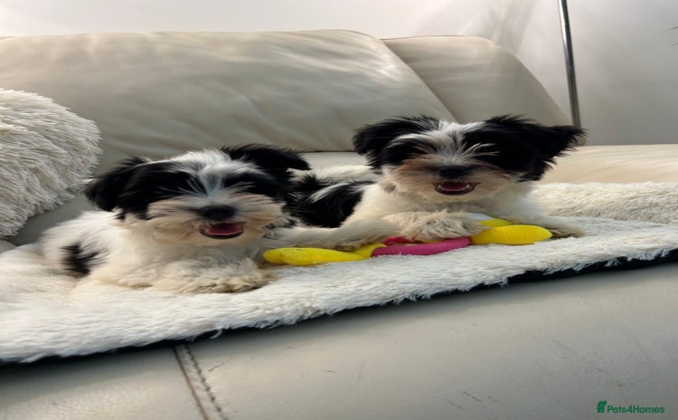Biewer Terrier dogs - Advert 1