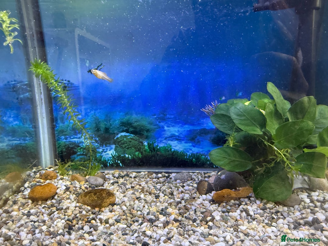 Platies fish for sale: Beautiful healthy baby Platy / Platies - Image 3