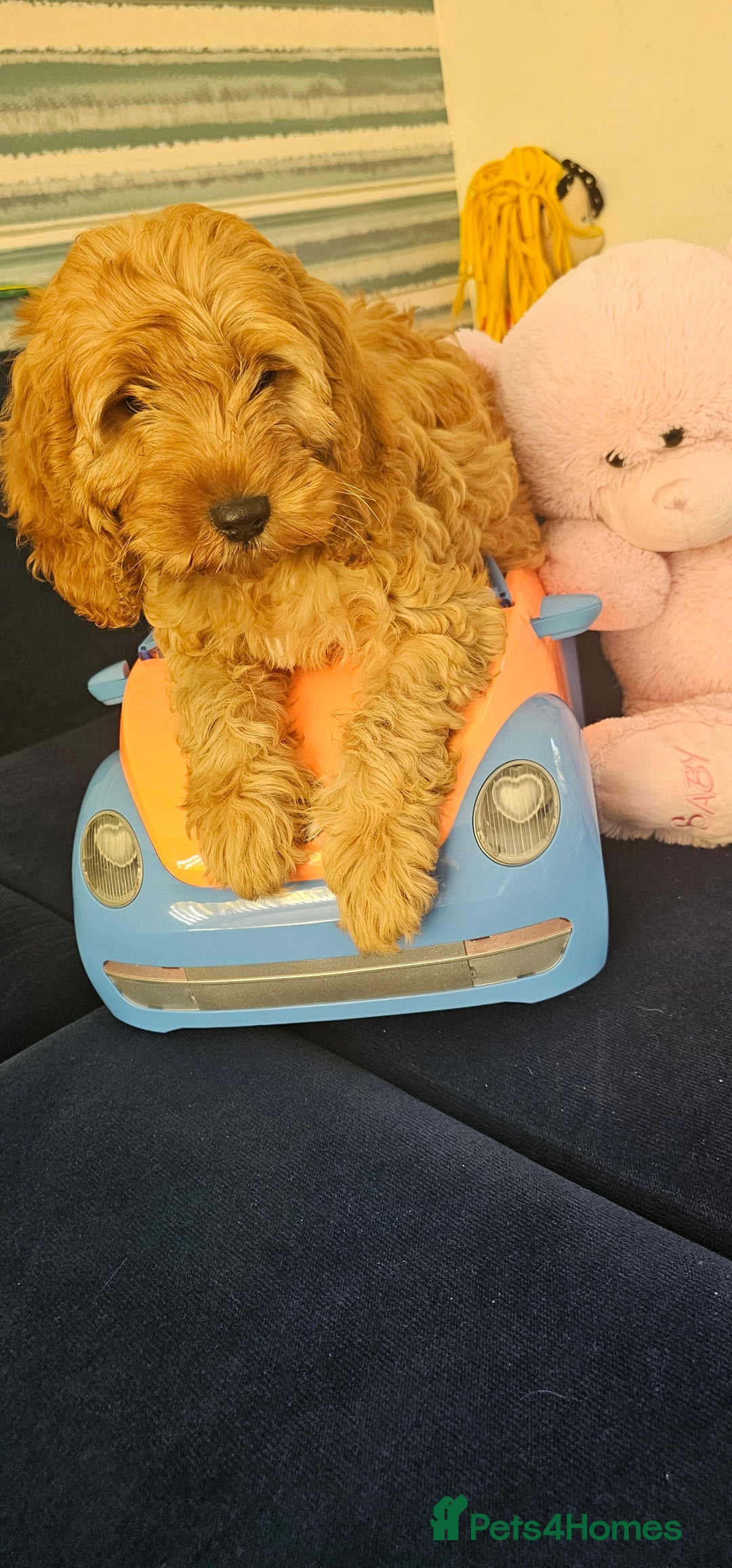 Cockapoo dogs for sale: Cockapoo girl - Image 1