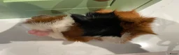 Guinea Pig rodents for sale: Beautiful Male Abyssinian Guinea Pig - Advert 5