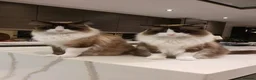 Ragdoll cats for sale: 2 male adult ragdolls - rehoming  in London - Advert 7
