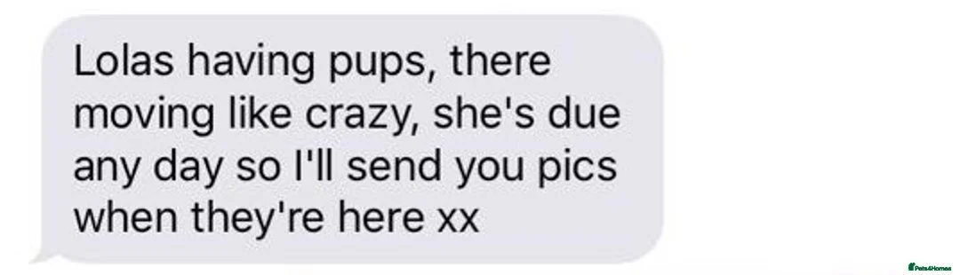 Yorkshire Terrier dogs for stud:  Miniature Experienced Yorkshire Terrier STUD  - Advert 14