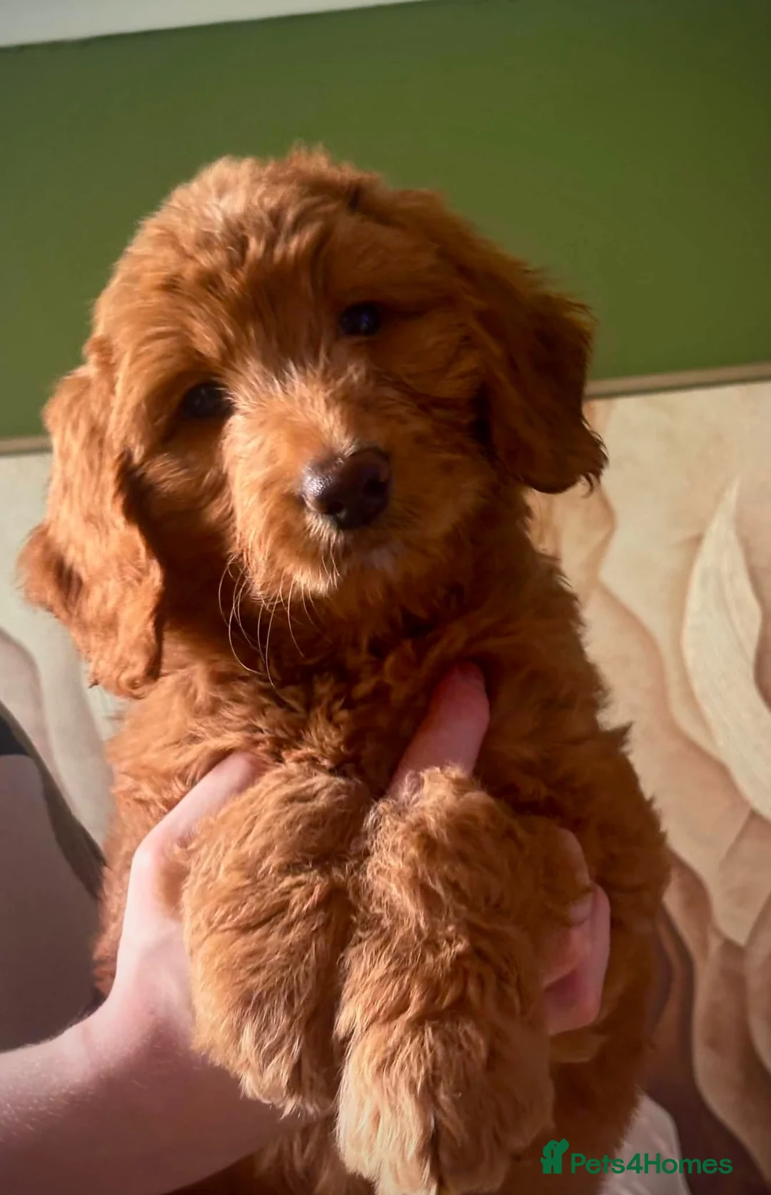 Double Doodle dogs for sale: Australian Double Doodle - Boys and Girl  - Advert 2