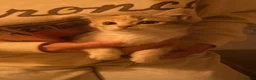 Persian cats for sale: Persian  - Advert 3